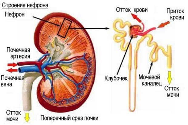 Строение нефрона