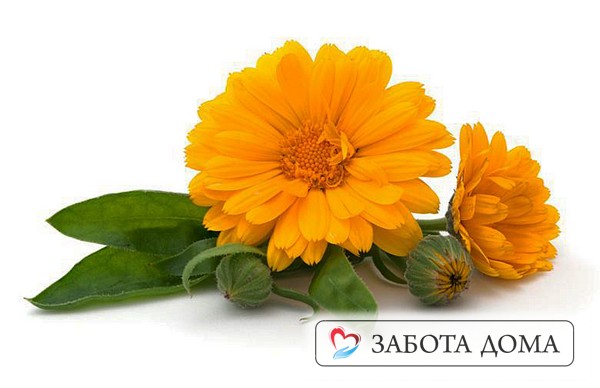 Цветки календулы считаются одним из самых действенных народных средств, применяемых для лечения пролежней. Цветы календулы от пролежней