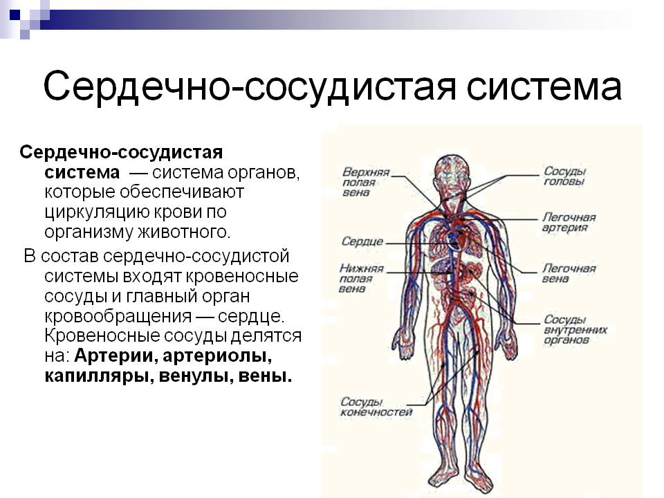 Сердечно-сосудистая система и болезнь бехтерева
