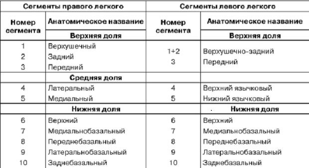 Нумерация сегментов легких