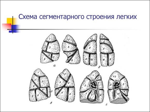 Схема строения легких