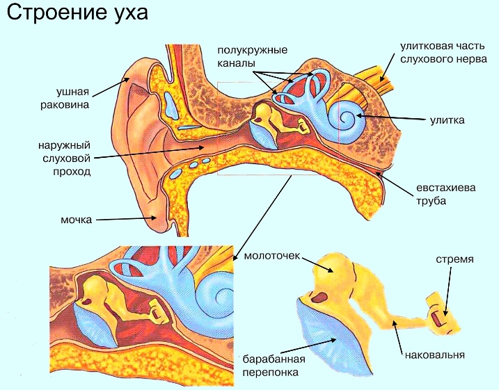 строение уха