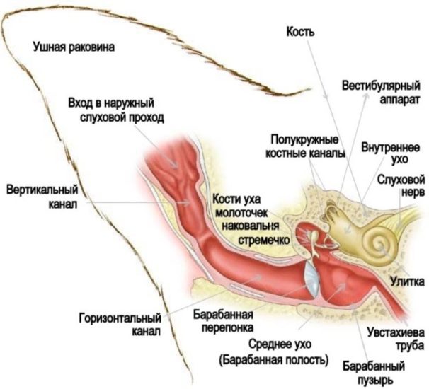 Строение уха кошки